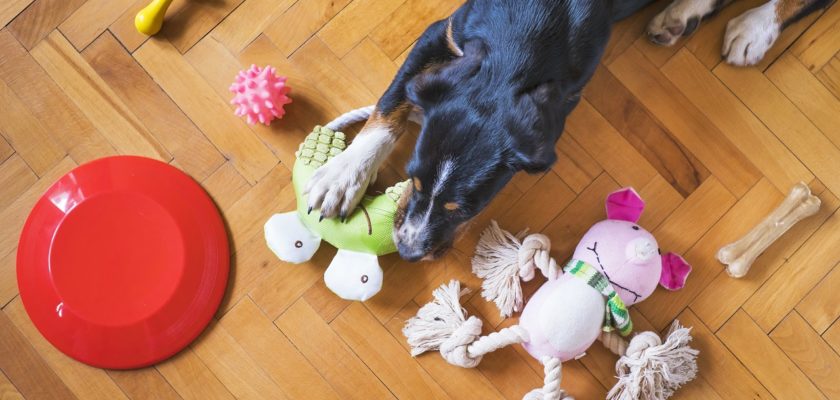 Des jouets pour chien